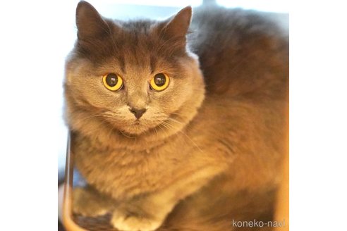 おはぎちゃん1枚目